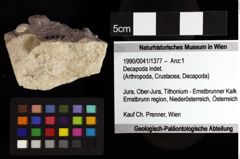 Foto (Objket + Etiketten) von Decapoda indet. 